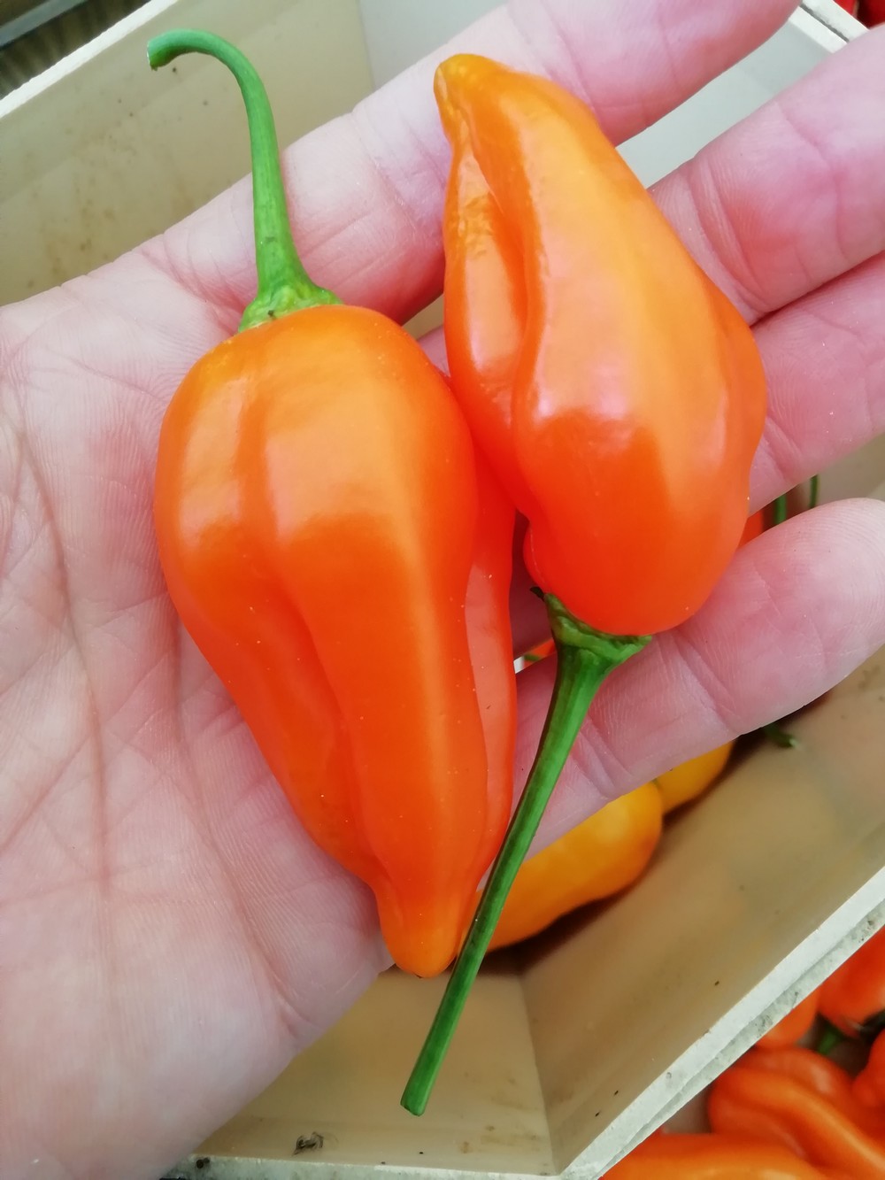 Peruviano Arancio