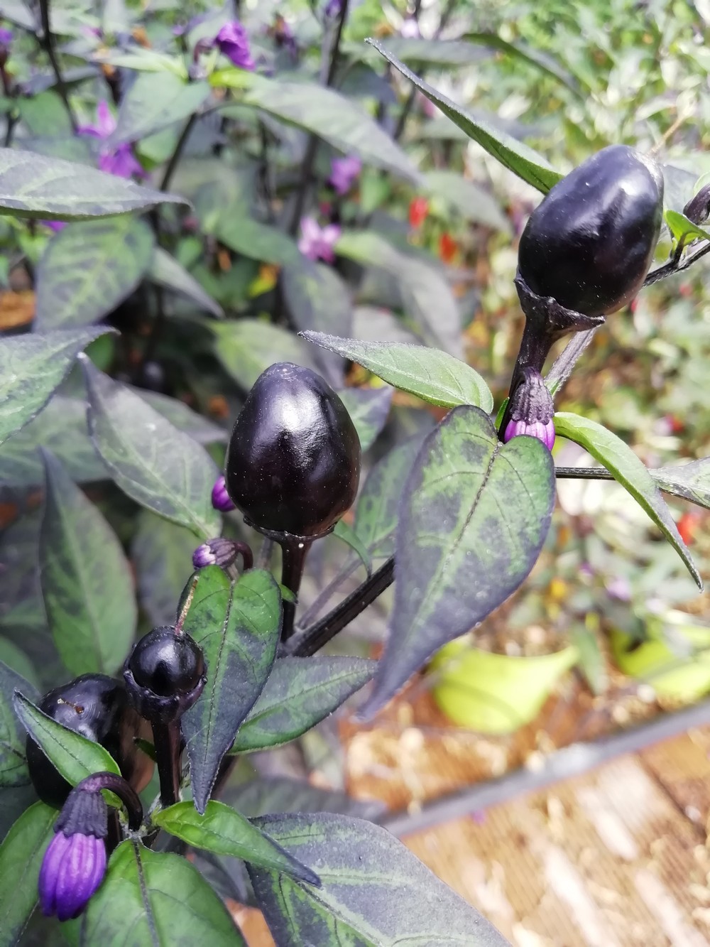 Peruviano Purple