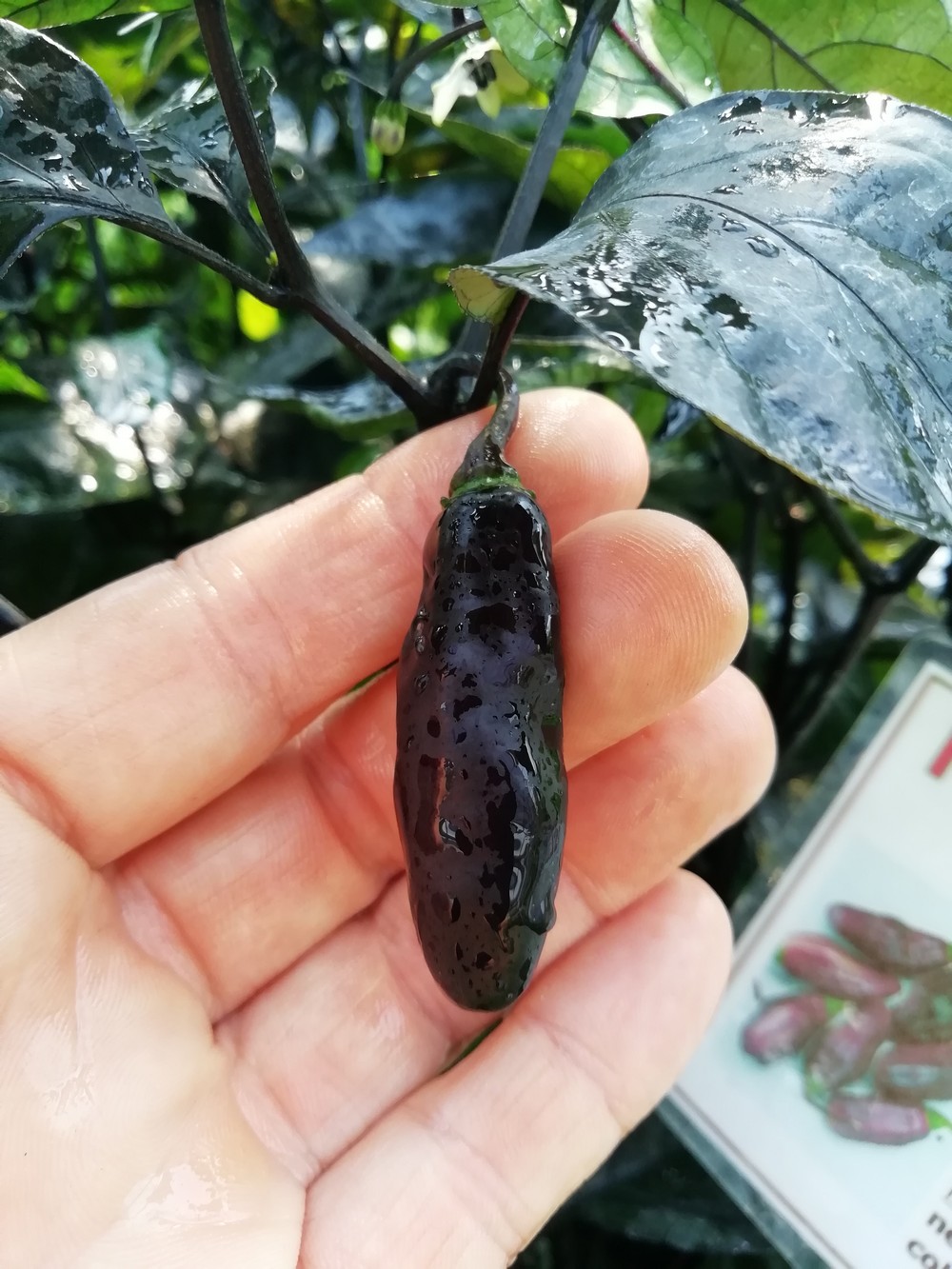 Pimenta da Neyde