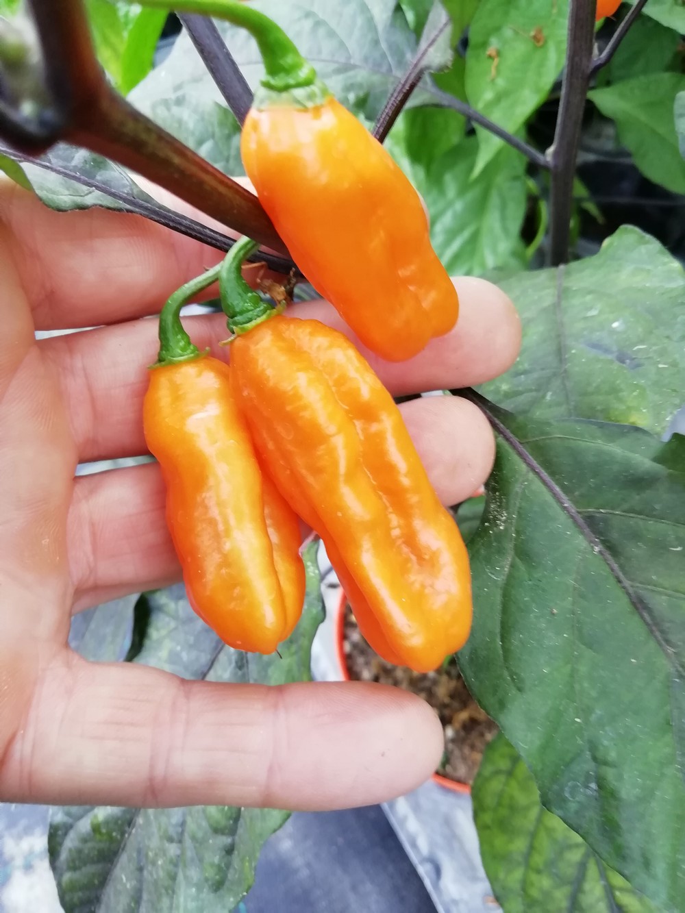 Pimenta Preta Orange