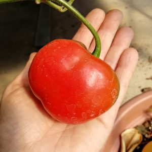 Rocoto Manzano Rojo