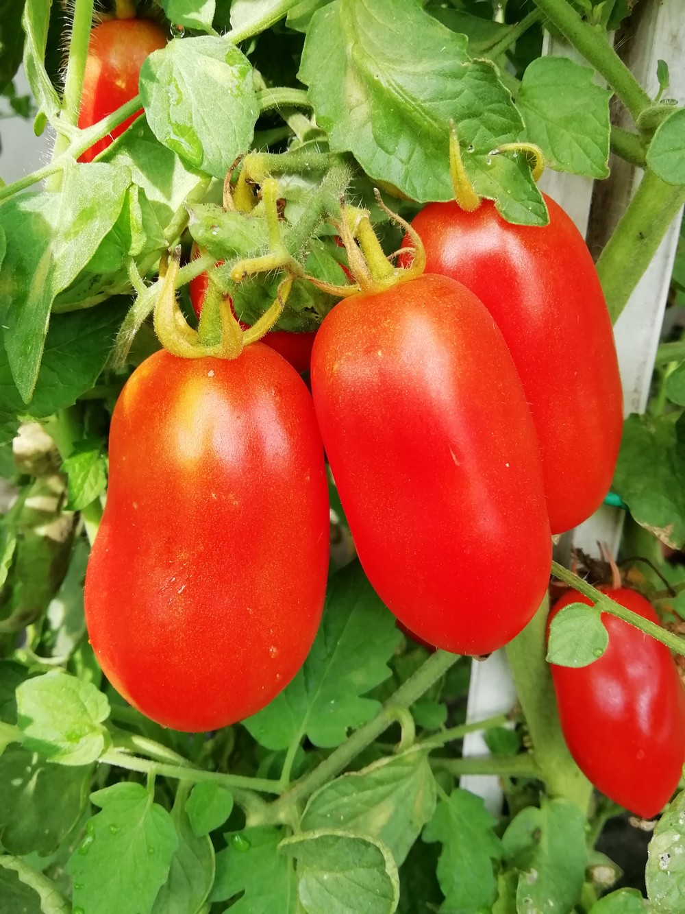 San Marzano Regio