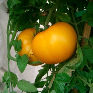 Tomate Limony