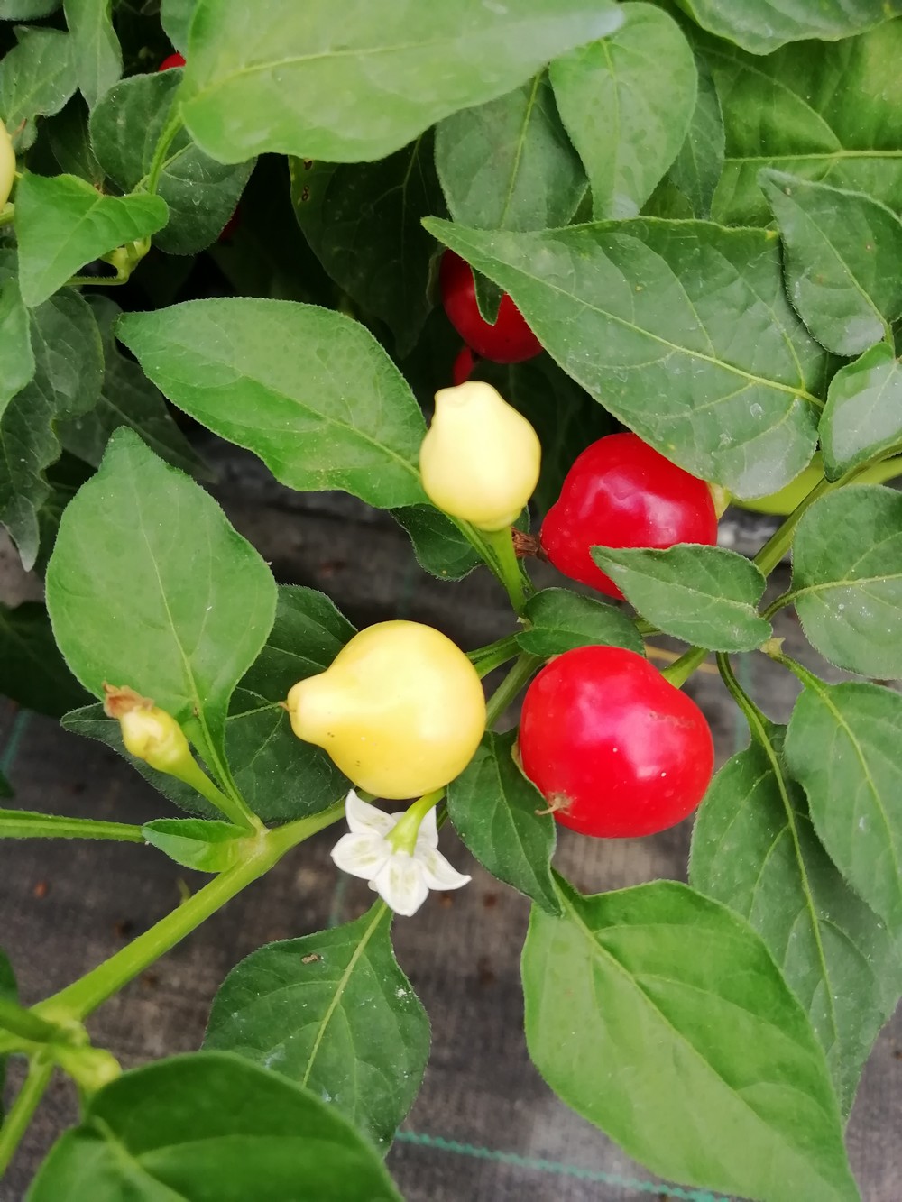 Trepadeira do Werner