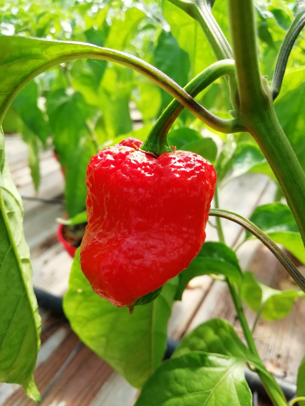 Trinidad Scorpion Moruga Red