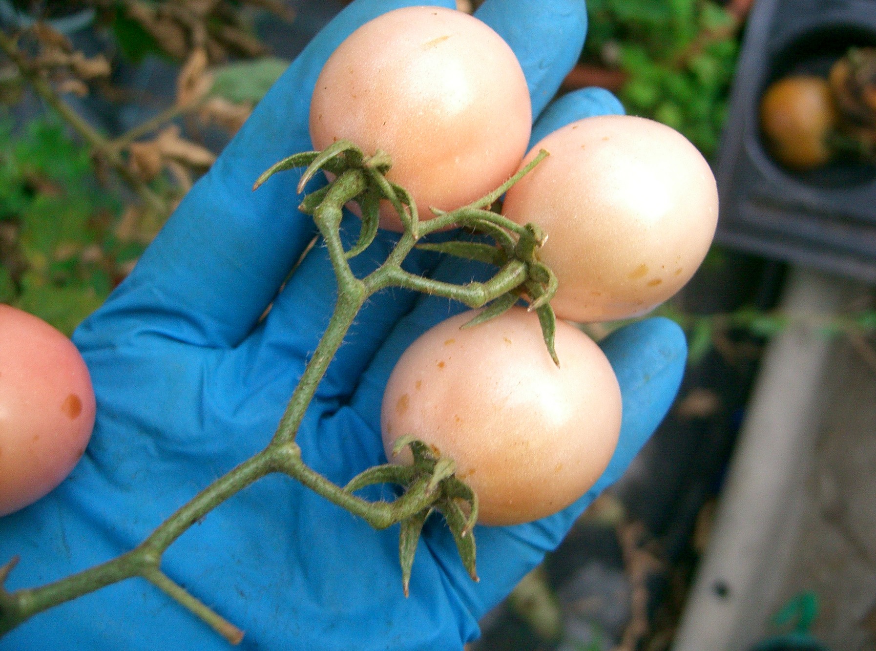 Uova Rosa della Thaillandia