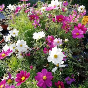 Cosmea