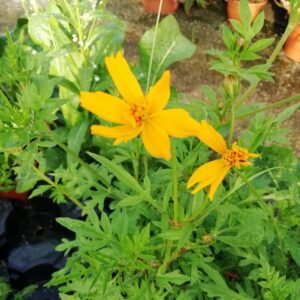 Cosmea Sulfurea