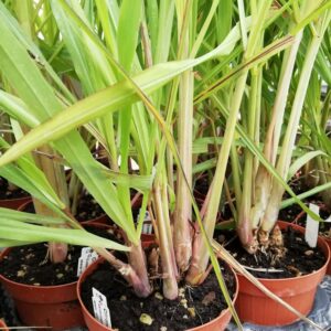 Lemongrass