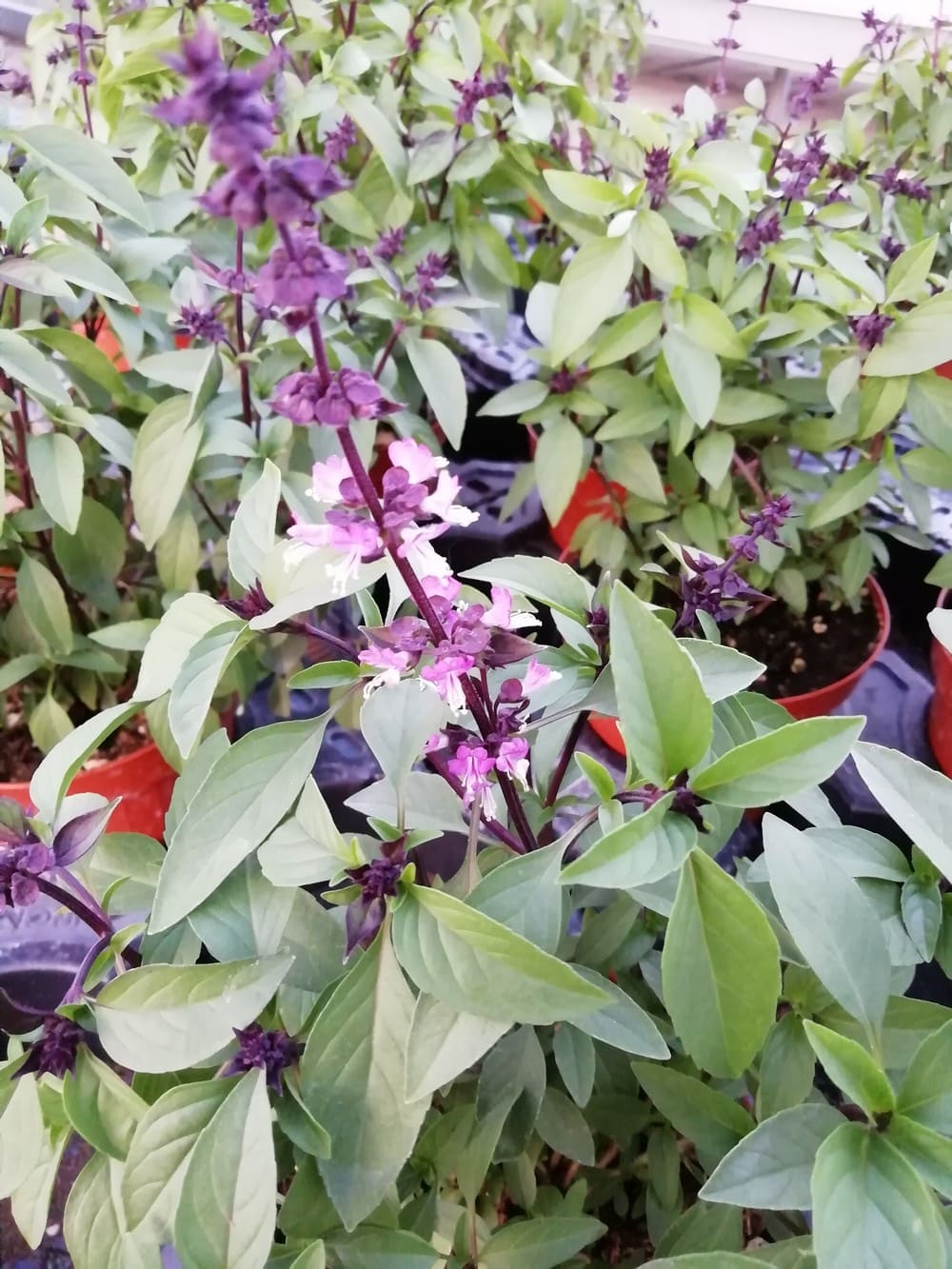 BASILICO THAI Semi Nr.50 - Confezione Per Coltivazione Domestica - Foto 9