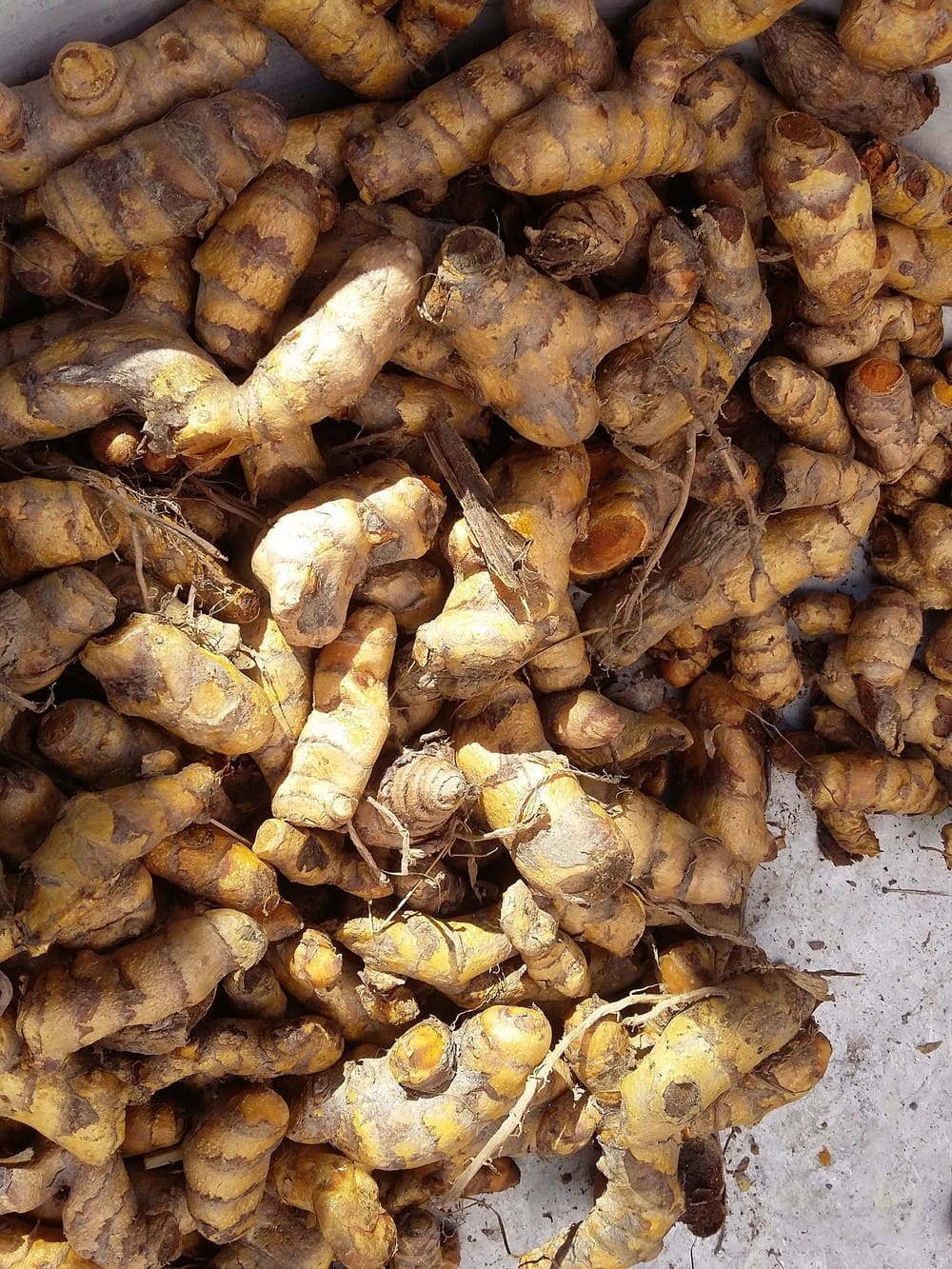 Curcuma