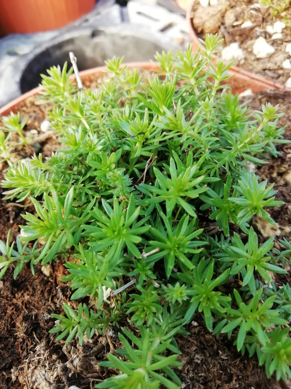 Caglio Vero
