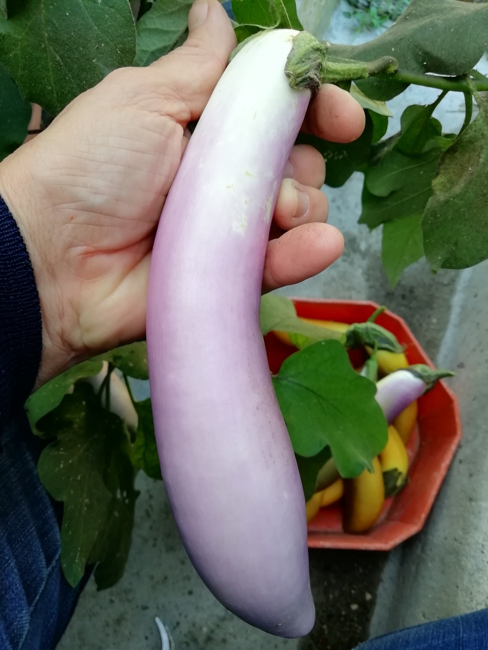 Melanzana Malaysian Dark Red