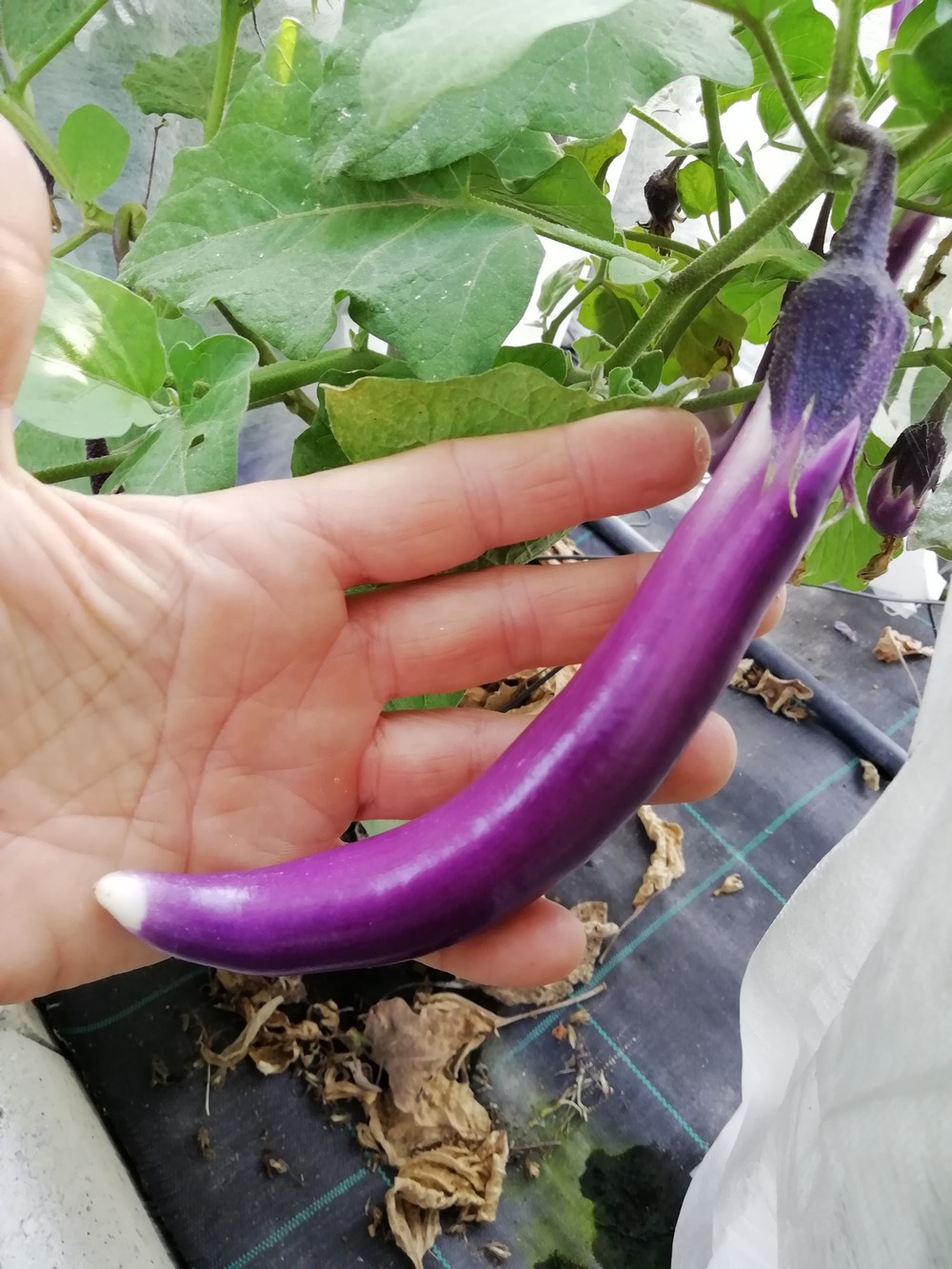 Melanzana Ma-Zu Purple