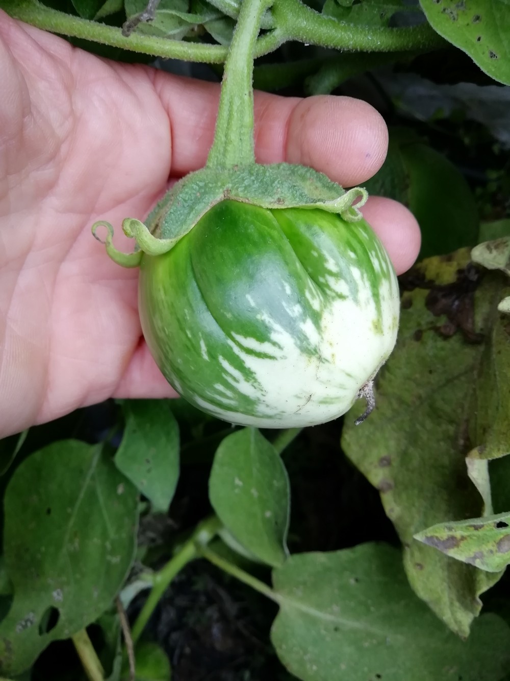 Melanzana Thai Green