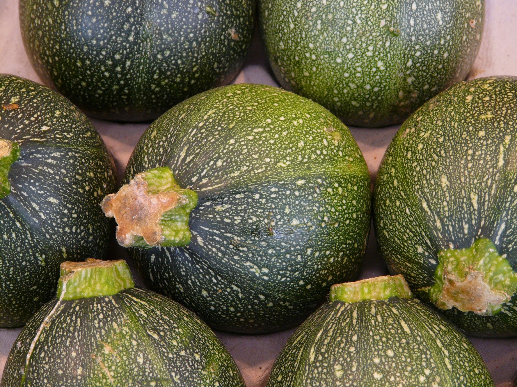 Zucchino Tondo di Piacenza