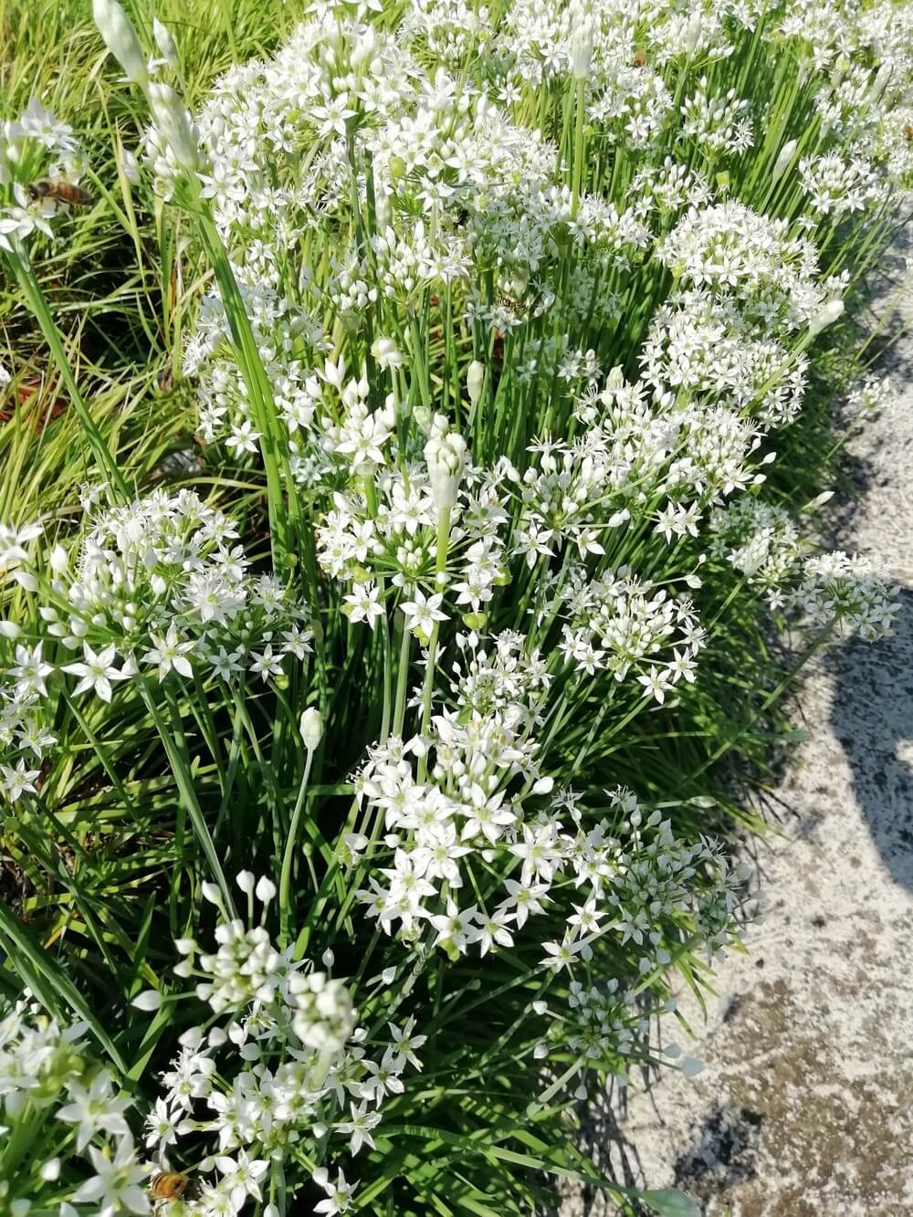Erba Aglina