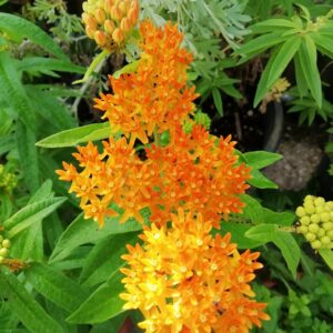 Erba delle Farfalle Arancione