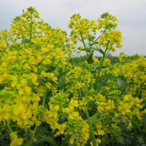 Erba di Santa Barbara