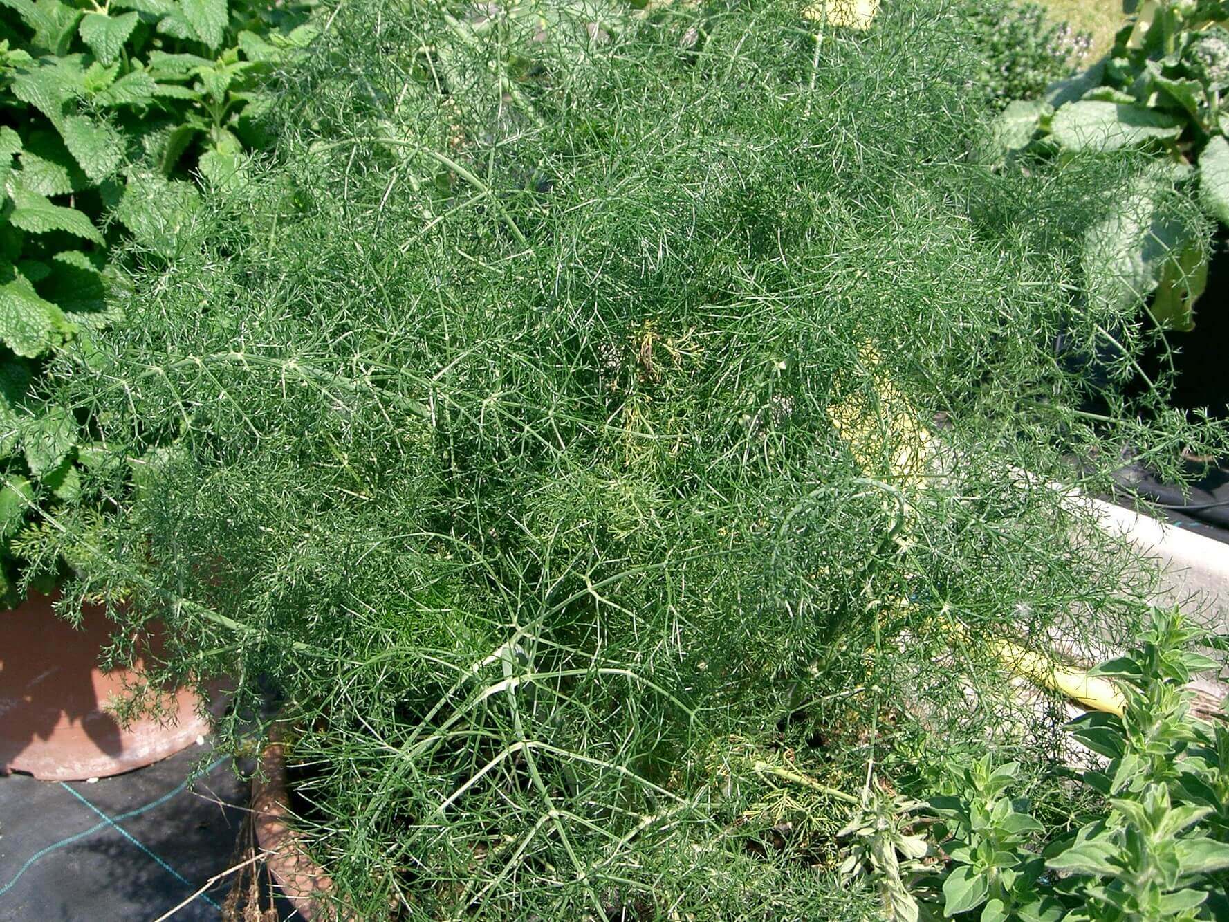 Finocchio Selvatico