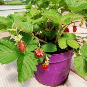 Fragola di Bosco