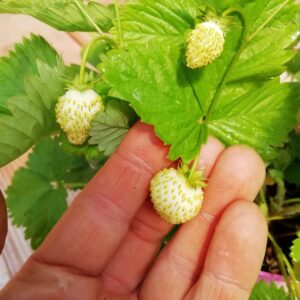 Fragola di Bosco Gialla