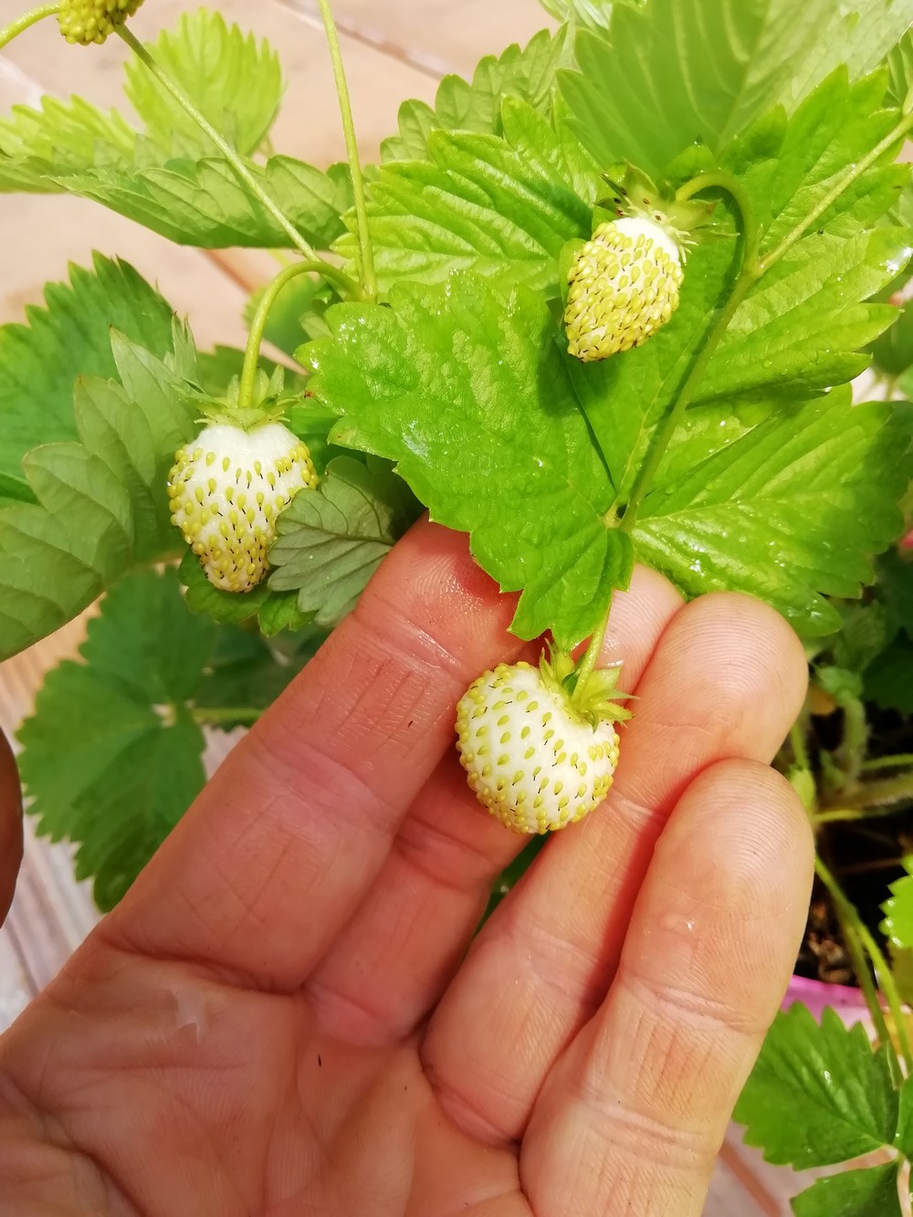Fragola di Bosco Gialla