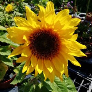 Girasole Nano