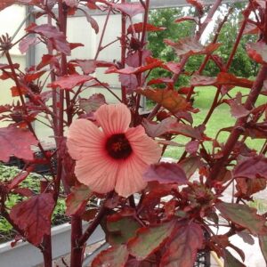 Ibisco Rosso