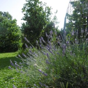 Lavanda Vera