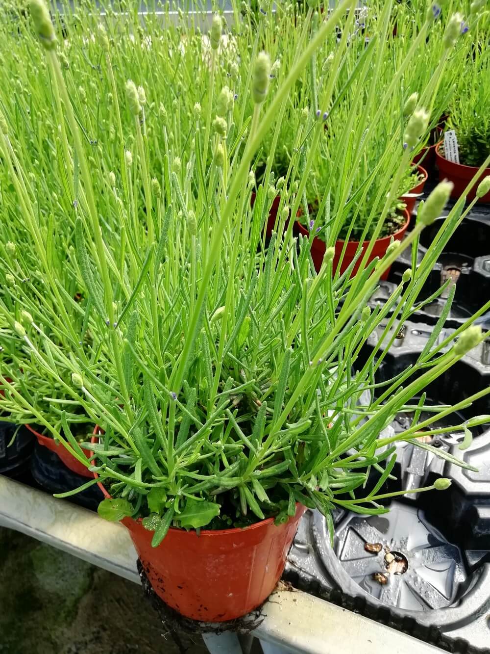 Lavanda Nana