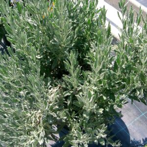Lavanda Dentata Inglese
