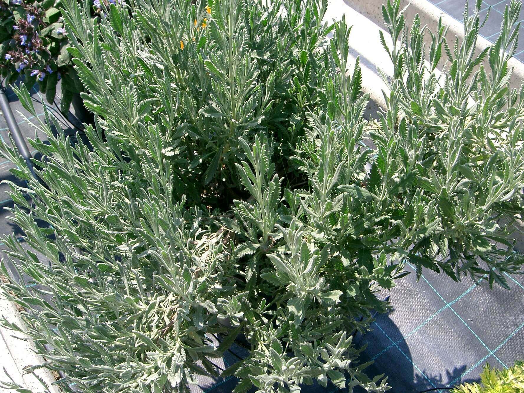 Lavanda Dentata Inglese