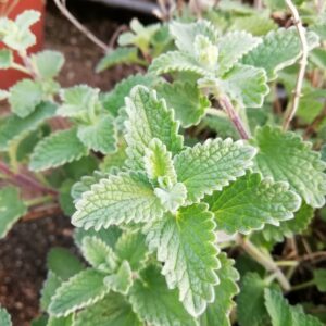 Erba Lepre