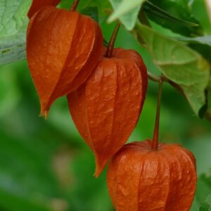 Lanterne Rosse