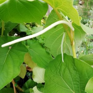 Hoja Santa
