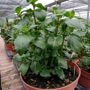 Erba Fungo