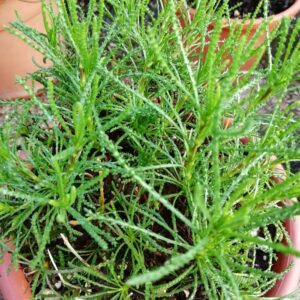 Erba Oliva