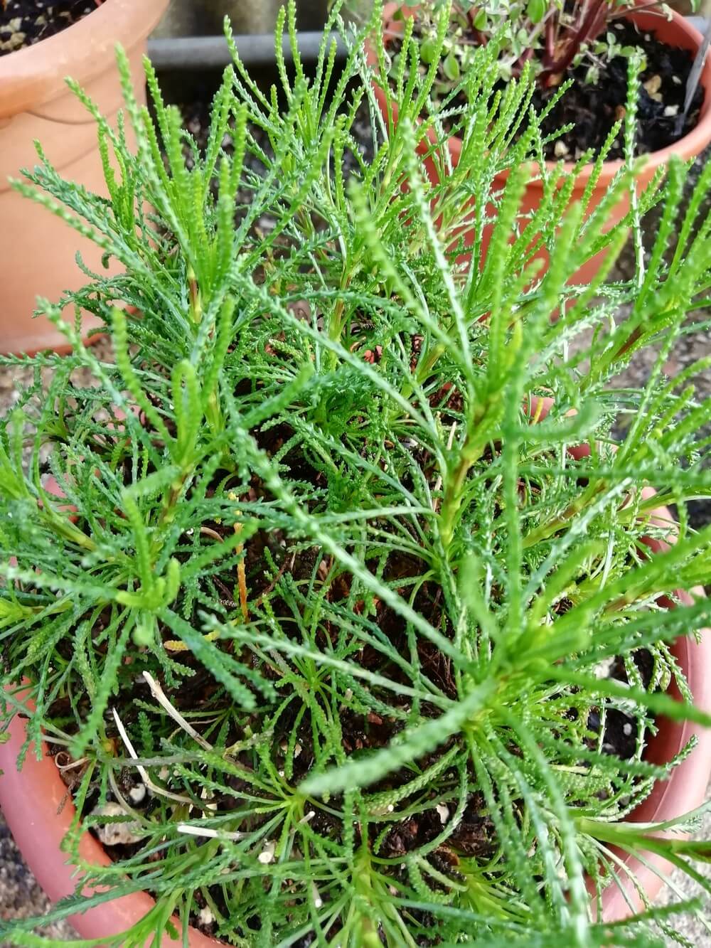 Erba Oliva