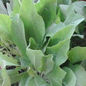 Erba Amara