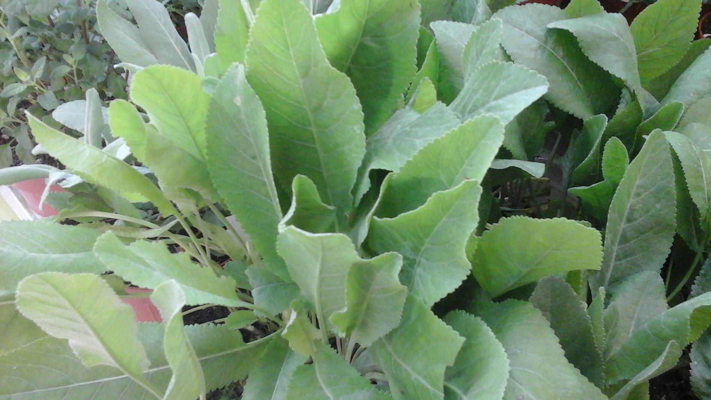 Erba Amara