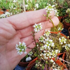 Erba Cocchiara