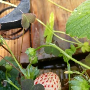 Fragola Bianca