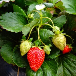 Fragola 4 Stagioni Rifiorente