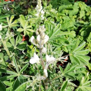 Lupino Commestibile