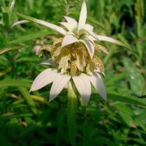 Lemonbee Balm