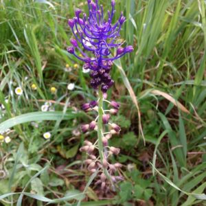 Lampascione