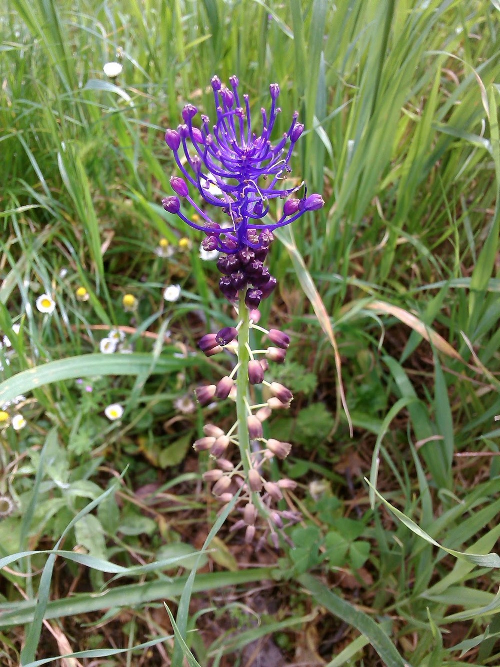 Lampascione