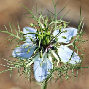 Grano Nero