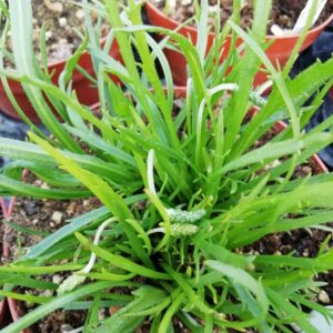 Erba Stella